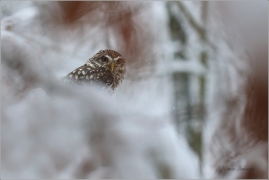 <p>SÝČEK OBECNÝ (Athene noctua) sokolnicky vedený /Little owl - Steinkauz/</p>